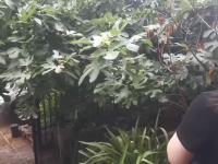 5室2廳3陽臺 林泉智苑別墅視頻